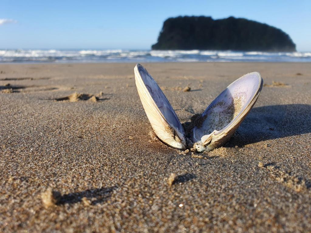 Whangamata coastline near Breakers Motel